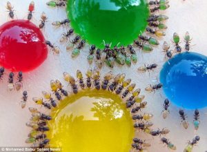 Rainbow-Colored-Ant-Stomachs-3